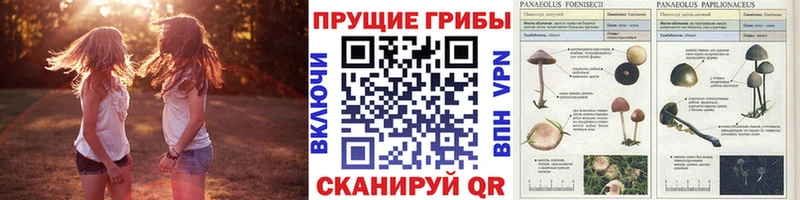 Галлюциногенные грибы прущие грибы  Северодвинск 